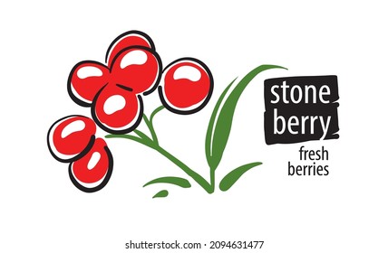 Drawn vector stone berry on a white background