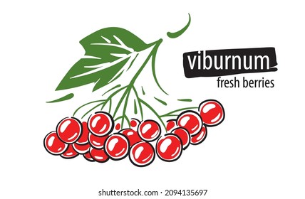 Drawn vector viburnum on a white background