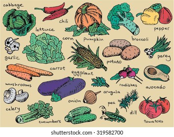 drawn vegetables, potato, corn, tomatoes, pumpkin, pepper, cucumbers, peas, radishes, arugula, chili, eggplant, broccoli, lettuce, carrot, avocado, mushrooms, dill, onion, cabbage, garlic, bow, celery