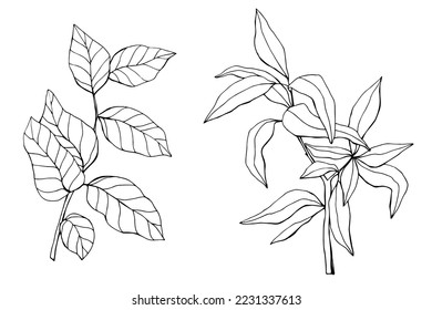 Drawn vintage branches. Branch sketch. ink. Forest. Elements for decor.