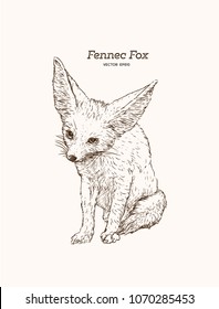 and drawn vintage style sketch of cute funny Fennec Fox. Vector Illustration