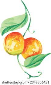 Drawn watercolor apricots. summer fruit art