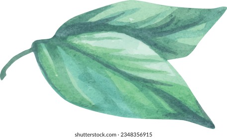Drawn watercolor leaf green. summer fruit art