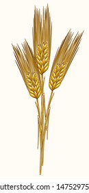 Drawn wheat ears sketch, bunch of wheat vector illustration