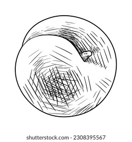 Drawn whole peach on white background