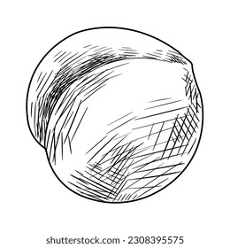Drawn whole peach on white background