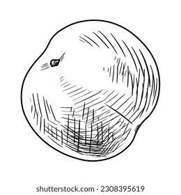 Drawn whole peach on white background