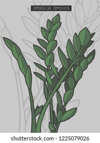 Drawn Zamioculcas zamiifolia ZZ Plant rainforest tropical plant vector illustration