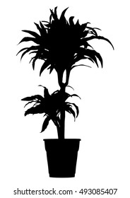 Dreaceana palm flower in flowerpot black silhouette - vector