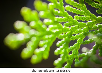 Dreamy bokeh and green cypress branches. Vector illustration