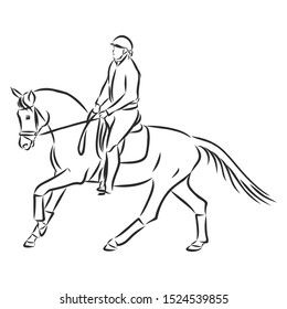 dressage horses sketch, Horsemanship contour vector illustration 