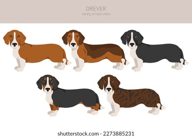 Drever clipart. Different poses, coat colors set.  Vector illustration