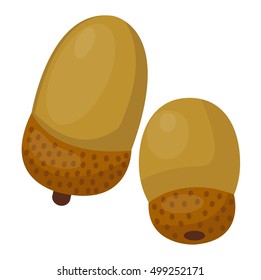 Dried acorns flat vector illustration