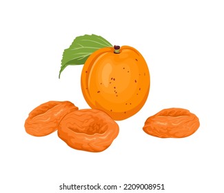 Dried apricots and fresh fruit isolated on white background. Vector illustration of sweet healthy food in cartoon flat style.