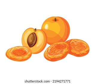 Dried apricots and fresh apricots isolated on a white background. Vector illustration of tasty fruits in cartoon style. Dried apricots  icon.Set of fresh and dried apricots. Design element, logo