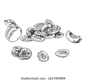 Dried apricots in line art style.