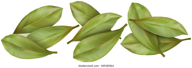 Dried aromatic bay leaves on white background. Vector illustration