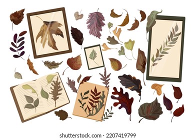 Hojas secas de otoño para el conjunto de ilustraciones vectoriales de herbario. Colección de dibujos animados de plantas o flores en marcos o libros aislados sobre fondo blanco. Otoño o otoño, plantas, concepto de naturaleza