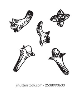 Dried cloves spice. Set sketches. Vector graphic illustration, hand drawn isolated. Black and white drawing of savory spice. Medical herb. Seasoning for cooking. Clipart for menu, recipe, cosmetic.