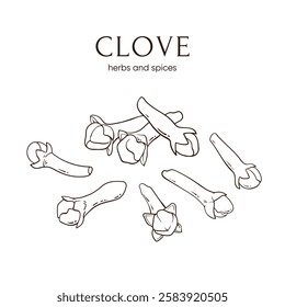 Dried cloves spices, hand drawn line vector illustration