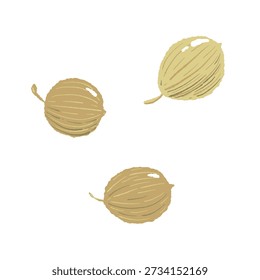Semillas de cilantro seco Vector de especias