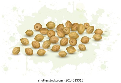 Dried Coriander Seeds Vector Illustration