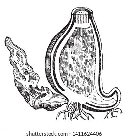 The dried corn or dried ripe seeds of the autumn crocus containing the alkaloid colchicine, possessing an emetic, diuretic, and cathartic action, and used to treat gout - called also colchicum root