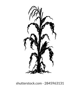 Dried Corn Stalk Vector Illustration