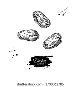 Dried dates vector drawing. Hand drawn dehydrated fruit illustration. Healthy vegan raw food snack. Sketch of granola, cereals and oat milk ingredient. Natural organic sweets
