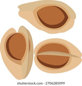 Dibujo de Vector de semillas de drumstick secas.
