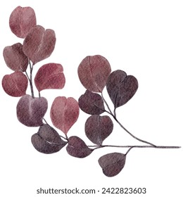 Dried eucalyptus leaves watercolor painting ,illustration