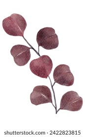 Dried eucalyptus leaves watercolor painting ,illustration