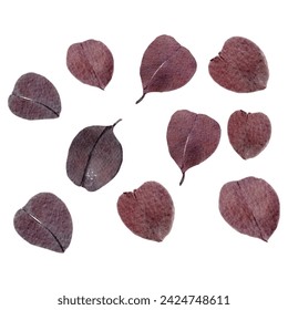 Dried eucalyptus leaves watercolor painting ,illustration