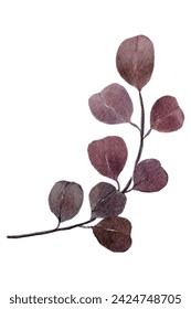 Dried eucalyptus leaves watercolor painting ,illustration