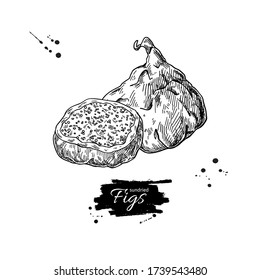 Dried fig vector drawing. Hand drawn dehydrated fruit illustration. Healthy vegan raw food snack. Sketch of granola, cereals and oat milk ingredient.