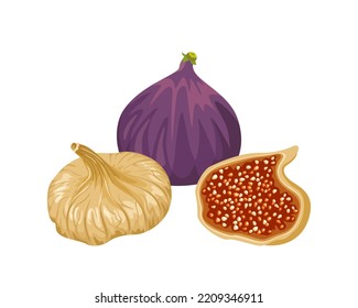 Dried figs and fresh fruit isolated on white background. Vector illustration of sweet organic food in cartoon flat style.