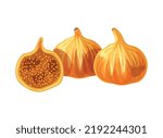 
Dried figs isolated on a white background. Vector illustration of sweet fig half and whole in flat style. Fig sweet dessert icon. Healthy snacks