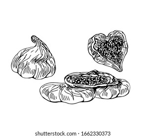 Dried figs set in line art style.