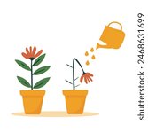 A dried flower is watered from a watering can.Orange watering can isolated on a white background. Gardening Tools. Flower growth concept.