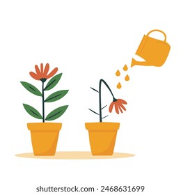 A dried flower is watered from a watering can.Orange watering can isolated on a white background. Gardening Tools. Flower growth concept.