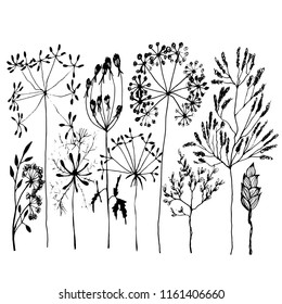 dried flowers painted in graphics. In the vector. Autumn flowers in engraving.