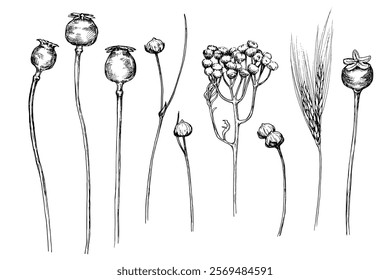 Dried flowers sketch ink graphic illustration, draft silhouette drawing, black on white line art. Botanical vintage etching design.