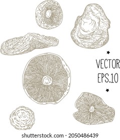 dried fly agaric vector set of illustrations sketch freehand drawing. Medicine, anti-depressant relaxation. Amanita muscaria. Amanita pantherina