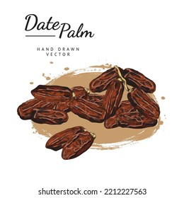 Dried fruits of dates, colored sketch vector illustration on white background. Hand drawn delicious dates. Concept of healthy sweetener. Palm tree fruits with engraving texture.
