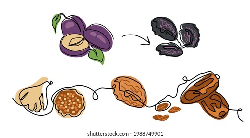 Dried fruits minimalist vector illustration. Prunes, dried plums, apricots, figs, raisins, dates. Fruits one continuous line drawing artwork.