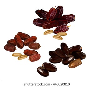 Dried fruits. Vector illustration of dates and figs. Dried figs and dates. Vector illustration of dried fruits. set of dried fruit. 