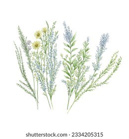 Dried grass floral, Wildflowers, herbs painted in watercolor. Botanical elements isolated on white. Wedding invitation, greeting, card, print