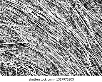 the dried grass.texture hay. natural vector background