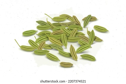 Dried herb, Fennel seeds vector illustration isolated on white background