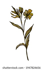 getrockneter Kräuterzweig, Gras und Blume, natürliche Feldpflanzen, handgezeichnetes, blumengeschmücktes Element, Vektorgrafik einzeln auf weißem Hintergrund.